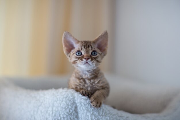 Devon rex gatito sentado sobre un colchón blanco