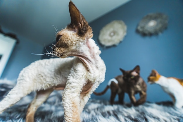 Devon-Rex-Katzen spielen auf dem Bett, Katzen haben Spaß zu Hause