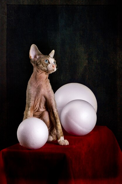 Devon rex raça gatinho em uma mesa vermelha com bolas brancas