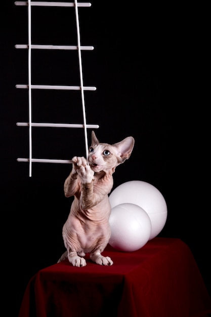 Devon Rex raza gatito roe una figura de plástico