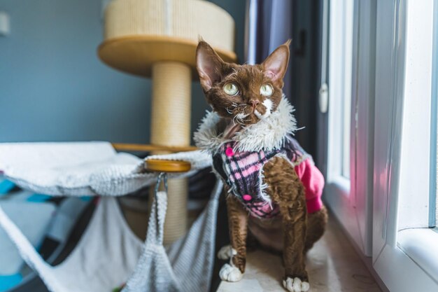 Devon rex sentado no parapeito de uma janela e olhando para a torre do gato ao fundo plano médio