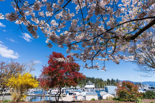 Devonian Harbor Park im Frühling. Kirschblüten in voller Blüte. Vancouver, BC, Kanada.