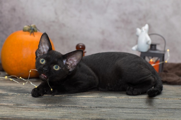 Devonrex gatito negro tiene una guirnalda en la boca