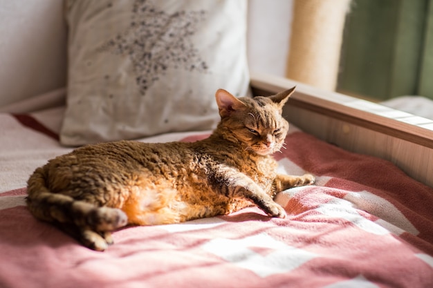 Devonrex-Katze liegt auf dem Bett und sonnt sich in der Sonne