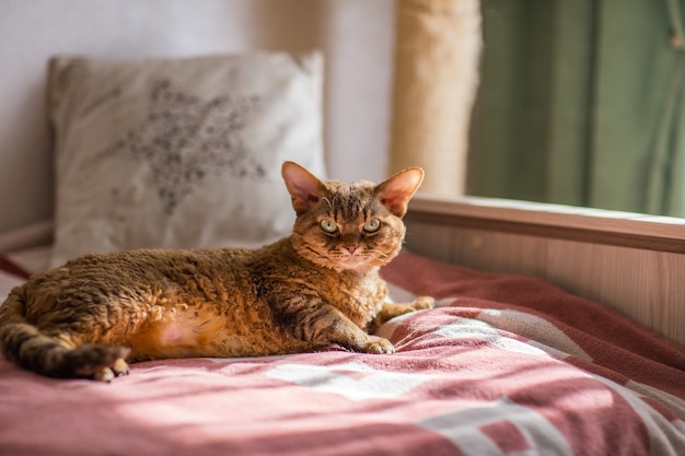 Devonrex-Katze liegt auf dem Bett