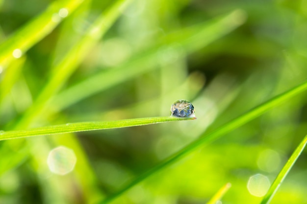 Dew drop on the grass close up