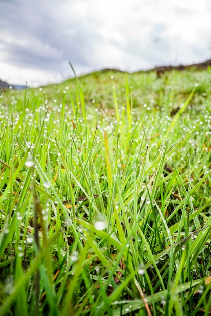 Dew-Hintergrund Nahaufnahme von frischem dichtem Gras mit Wassertropfen am frühen Morgen