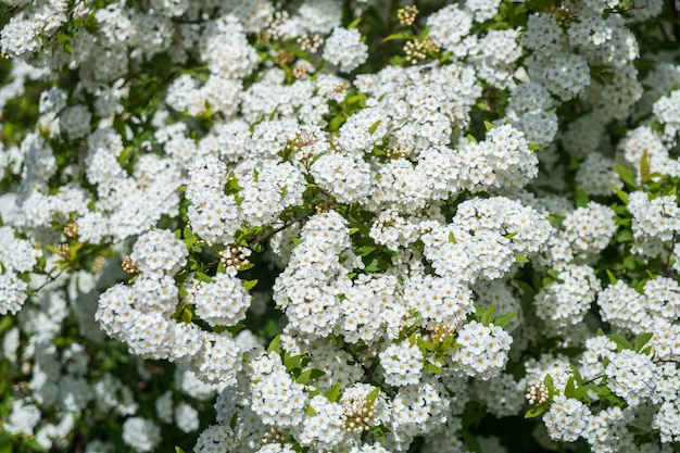 Dewy blühender Strauch Brautkranz Spirea, Blumenhintergrund.