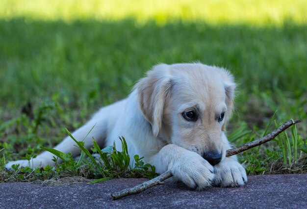 Dexter, das neue Familienmitglied, ein Golden Retriever-Wurf.