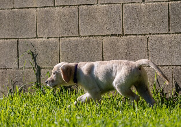 Foto dexter, o novo membro da família, um cachorro de golden retriever.