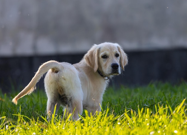 Dexter, o novo membro da família, um cachorro de Golden Retriever.