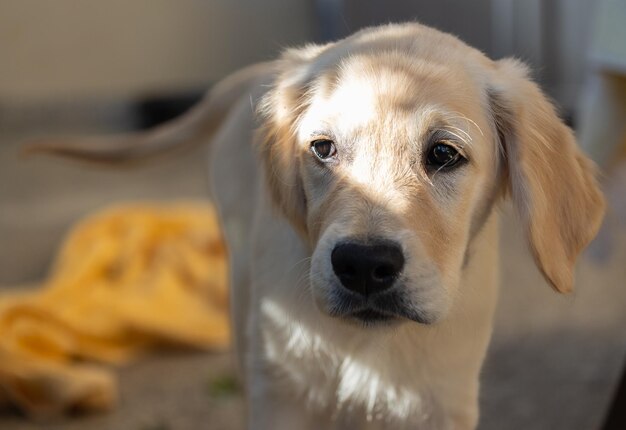 Dexter, o novo membro da família, um cachorro de Golden Retriever.