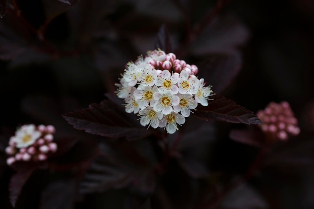 Dezenas de flores brancas de physocarpus opulifolius de folhas roxas em maio