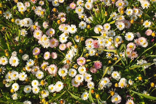 Dezenas de margaridas floridas em um prado