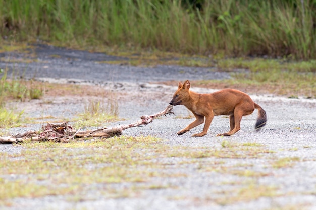 Dhole ou asiáticos cães selvagens comendo uma carcaça de cervos no Parque Nacional de Khao yai, Tailândia