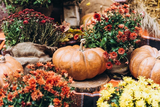 Día de acción de gracias Bodegón: Foto de primer plano de calabazas en fondo festivo, soleada tarde de otoño después de la recolección, profundidad de campo