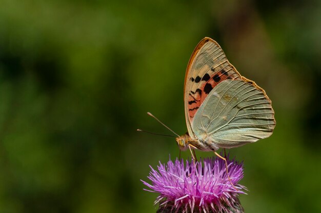 Dia borboleta empoleirada em uma flor, Argynnis aglaja