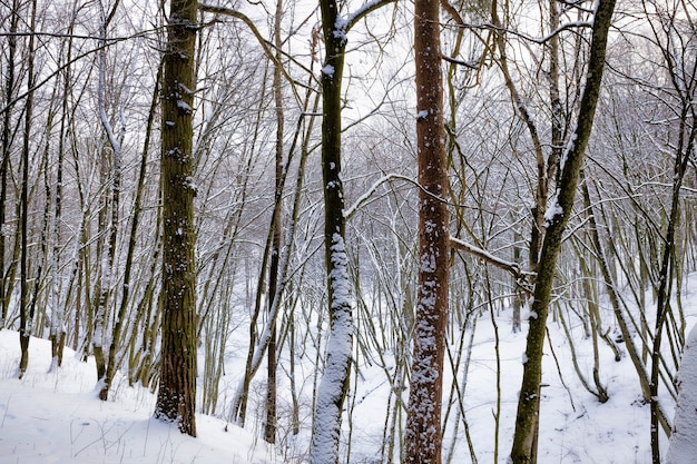 Día brillante y brillante en invierno, clima frío y helado en el parque o bosque con árboles