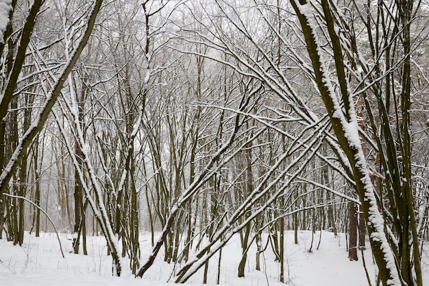 Día brillante y brillante en invierno, clima frío y helado en el parque o bosque con árboles