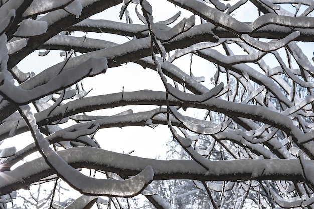 Día brillante de invierno - nieve en las ramas de un árbol