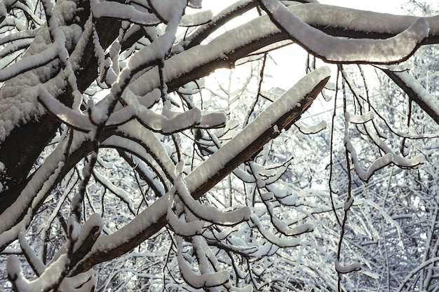 Día brillante de invierno - nieve en las ramas de un árbol