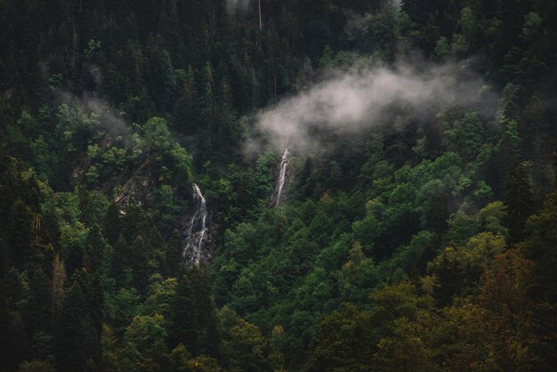 Día brumoso y lluvioso en el bosque de abetos de montaña