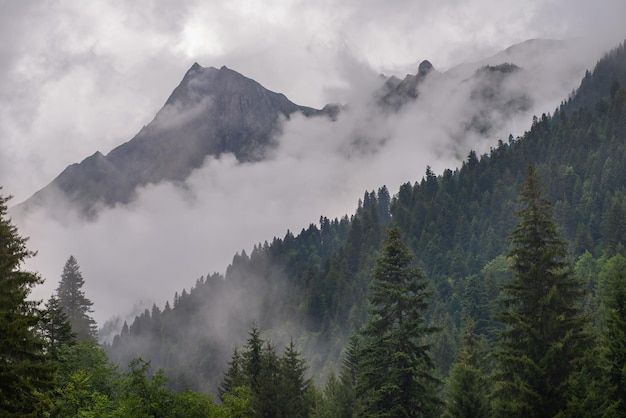 Día brumoso y lluvioso en el bosque de abetos de montaña