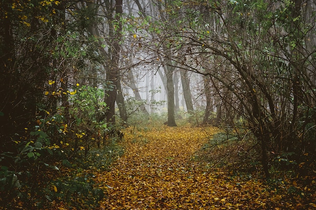 Un día brumoso sombrío en el bosque de otoño. El camino esta en el bosque