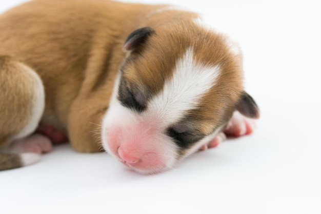 Un día para cachorro recién nacido