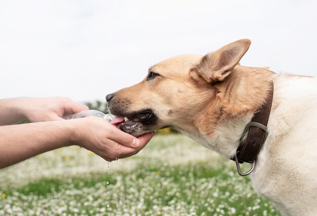 Día caluroso con perro Pastor de raza mixta sediento bebiendo agua de la botella de plástico de su dueño