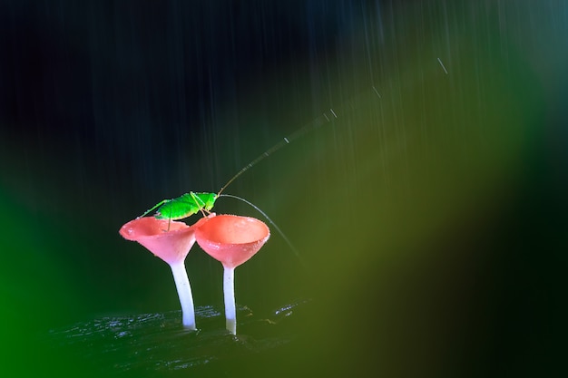 Dia chuvoso e o gafanhoto em cogumelos vermelhos