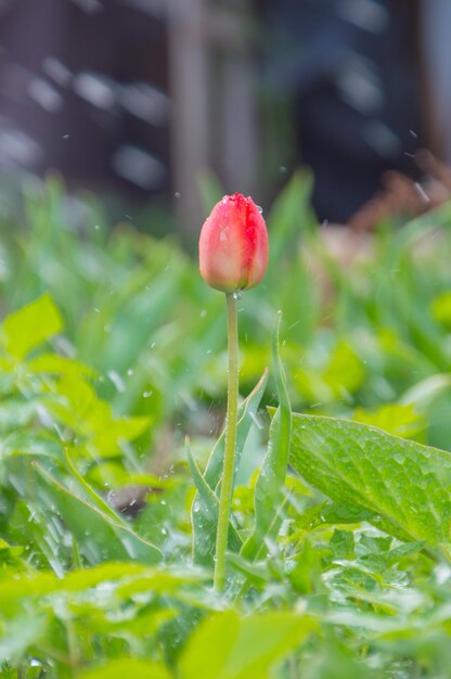 Un día claro de primavera, con gotas de agua Primer plano de flor de tulipán.