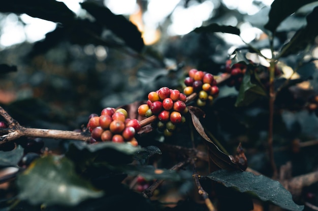 Dia da colheita da plantação de café e café arábica na Tailândia