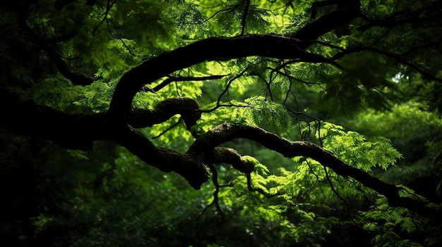 Dia da Terra e Dia Mundial do Meio Ambiente Primavera Folhas de árvores tropicais e galhos com belo fundo verde da floresta geram ai