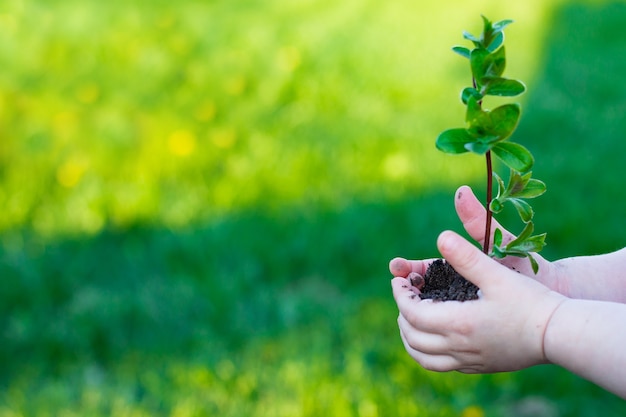 Dia da Terra. Rebento de uma árvore nas mãos de uma criança em um fundo de grama. Conceito de conservação da floresta. Dia Mundial do Meio Ambiente