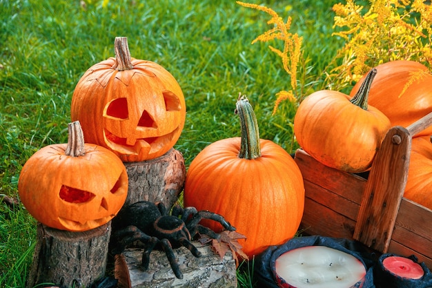 Dia das Bruxas. Jack-o-Lantern. Abóbora assustadora com um sorriso perto de velas e aranha na floresta verde, ao ar livre. Decoração.