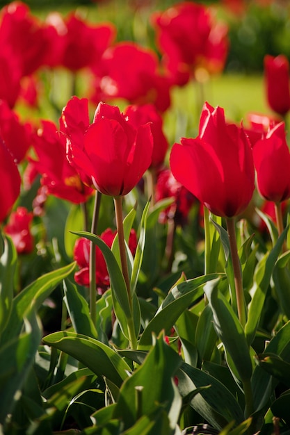 Dia das mulheres. Dia dos namorados. Primavera