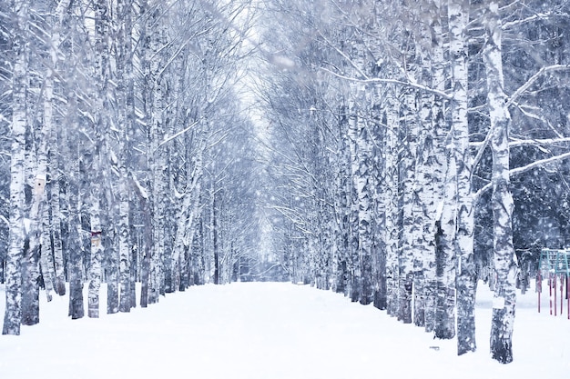 Dia de inverno com neve em um lindo na orla da floresta