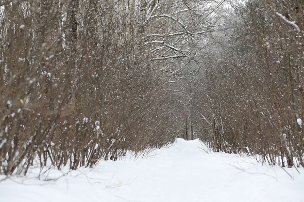 Dia de inverno com neve em um lindo na orla da floresta