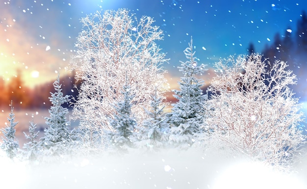 dia de inverno na floresta, árvores nevadas cobertas pela neve céu azul rosa