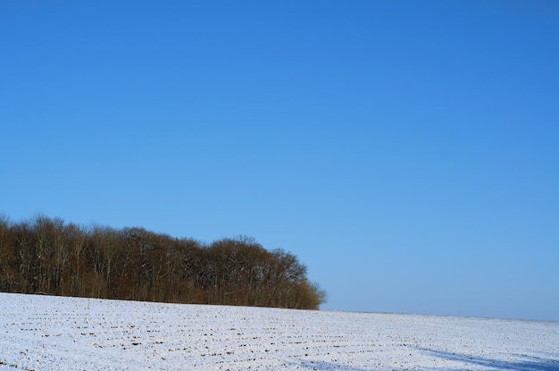 Dia de inverno no campo Campo limpo de neve sob o céu azul Floresta sem folhas no horizonte