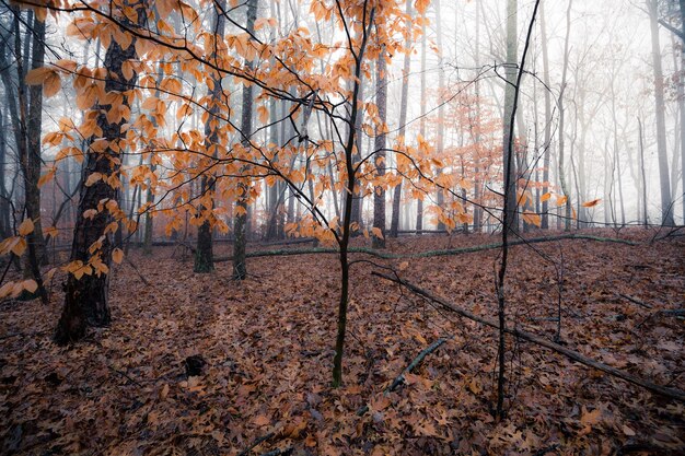 Dia de neblina de outono na floresta