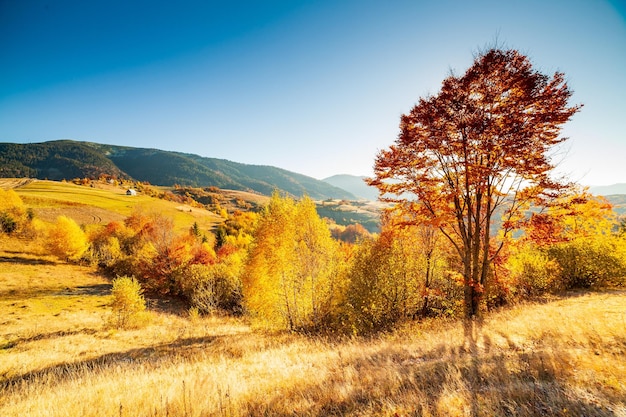 Dia de outono árvores coloridas dos Cárpatos ucranianos com o sol brilhando raios suaves de neblina com efeitos de iluminação espetaculares bétula de faia é muito bonita no fundo das montanhas azuis