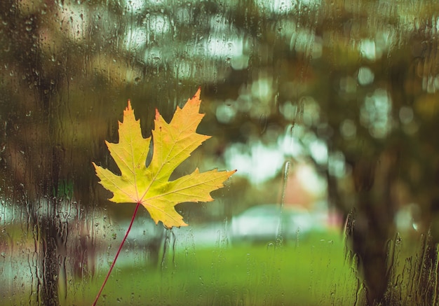 Dia de outono, gotas de chuva na janela com a folha de bordo presa
