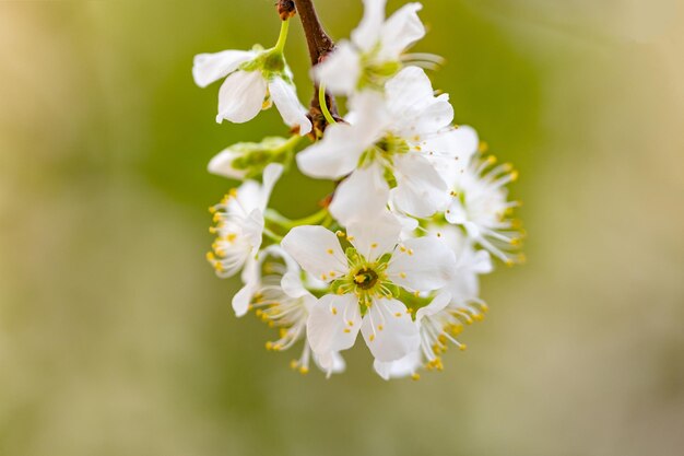 Dia de primavera cereja floração branca