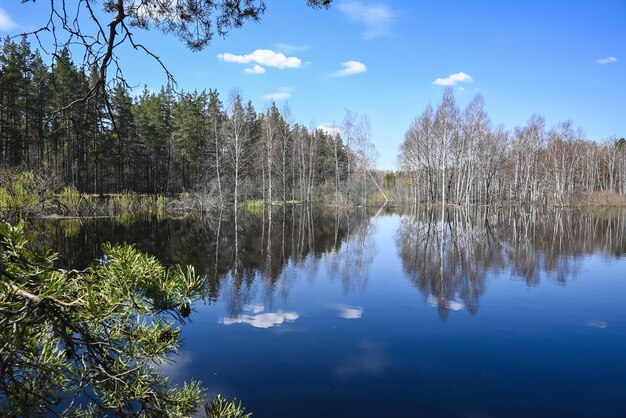 Dia de primavera no rio da floresta