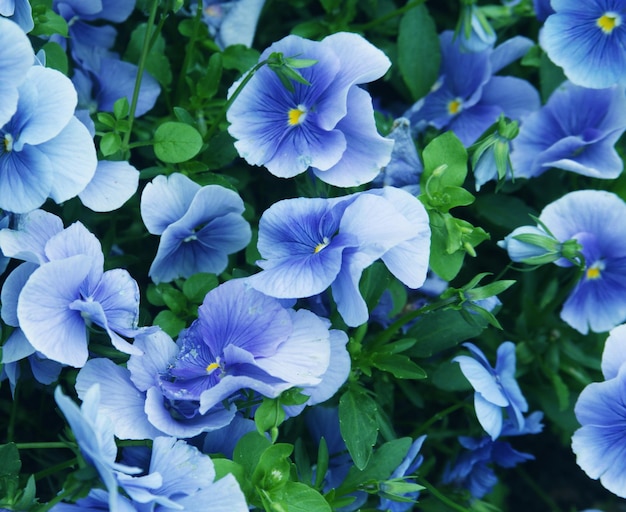 Dia de verão de campo de flores de viola close-up