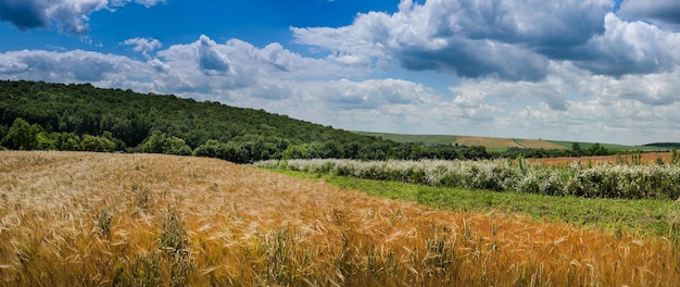 Dia de verão em um campo excelente vista do campo de trigo com nuvens de fronteira de margaridas em um céu azul