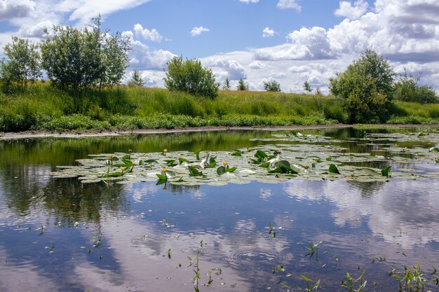 Dia de verão ensolarado O céu azul com nuvens é refletido em uma lagoa com nenúfares.