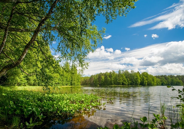 Dia de verão no lago da floresta remota